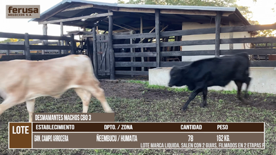 Lote LOTE 7