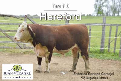 Lote TOROS POLLED HEREFORD 2 AÑOS  PO