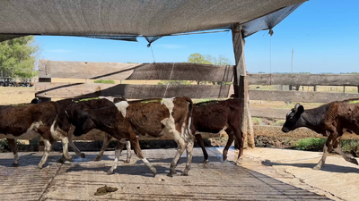 Lote TERNERAS