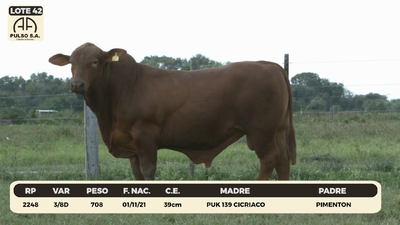 Lote LOTE 42