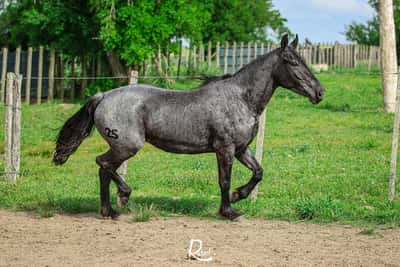 Lote Taita Bolichera