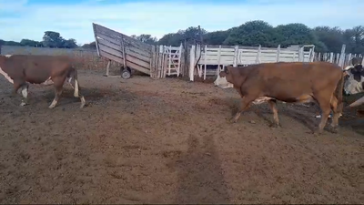 Lote 190 Vacas preñadas Braford y sus cruzas en Felicia, Santa Fe