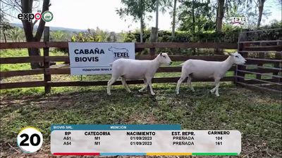 Lote LOTE 20