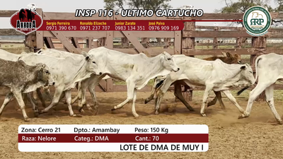 Lote Insp 116