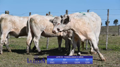 Lote VAQUILLONAS 2 AÑOS