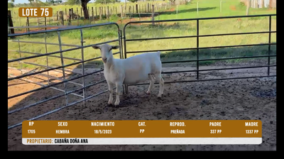 Lote LOTE 75- DESTACADO