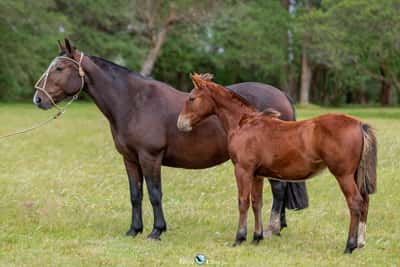Lote JAGUEL VENECIA
