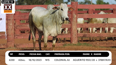 Lote LOTE 11