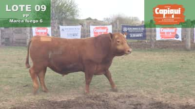 Lote TORO PP ANGUS COLORADO - 6