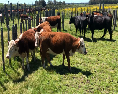 Lote 6 Vacas de Invernada en Tupambaé, Cerro Largo