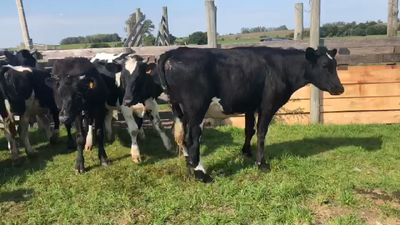 Lote 25 Novillos Holando - XX en Laurel