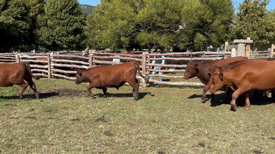 Lote 50 Novillo Engorda en Coyhaique, XI Región Aysén