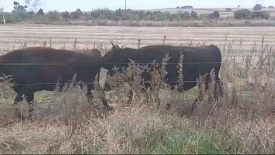 Lote (Vendido)4 Novillos Holando/ Limousin 360kg -  en Agraciada