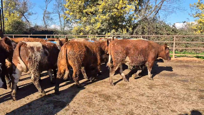 Lote 20 Novillo Gordo en Linares, VII  Región Maule