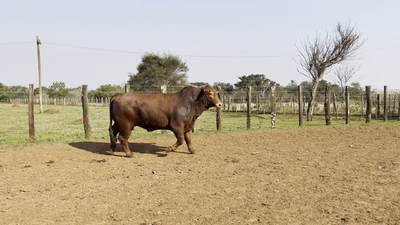 Lote TOROS BRANGUS, Cabaña "SAN SIMON"