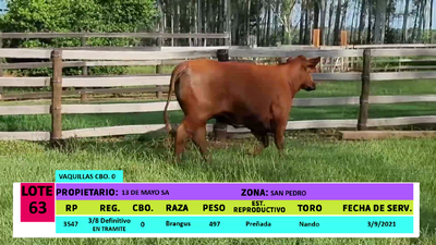 Lote LOTE 63 - 1 VAQUILLA PREÑADA CBO 0