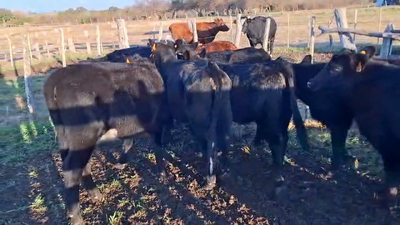 Lote Lote 1