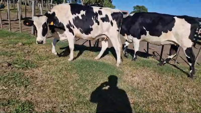 Lote 2 Vaquillonas  480kg - , San José
