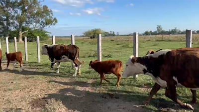 Lote 25 Vacas CUT con cría en Goya, Corrientes