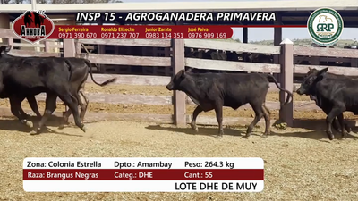 Lote Insp 15