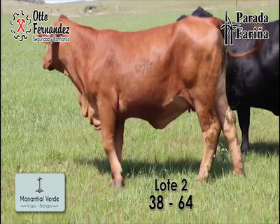 Lote LOTE 2- Vaquillonas y Vacas Brangus Preñadas