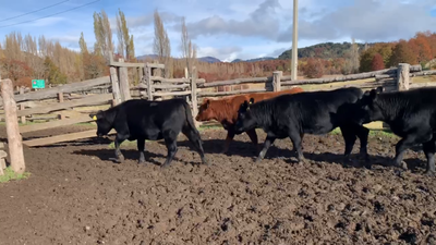 Lote 26 Vaquilla Engorda en Coyhaique, XI Región Aysén