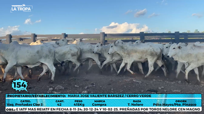 Lote LOTE 154