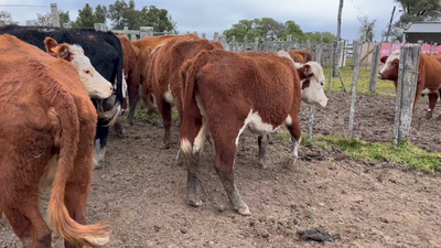 Lote 10 Vacas de Invernada