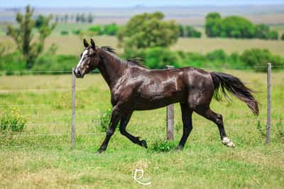 Lote Bandido Laripuca