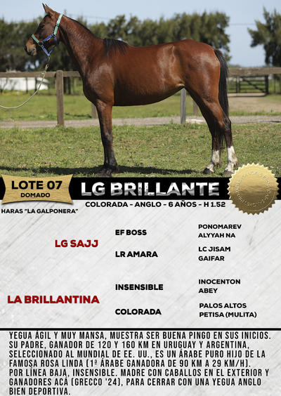 Lote LG BRILLANTE