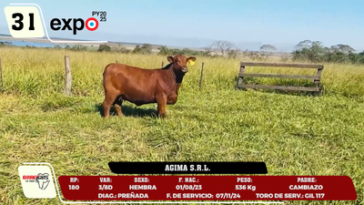 Lote LOTE 31