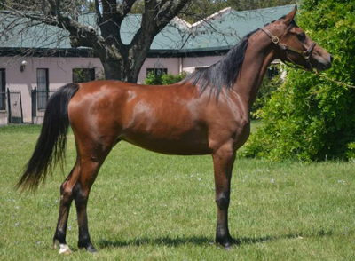 Lote HECHIZERA HLM
