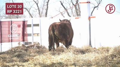 Lote TORO