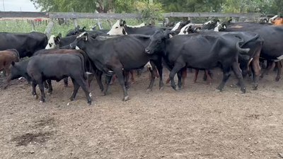 Lote 29 Vacas nuevas C/ cria en Maciá, Entre Ríos