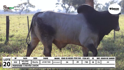 Lote Lote 20