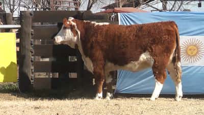 Lote VAQUILLONAS POLLED HEREFORD PP