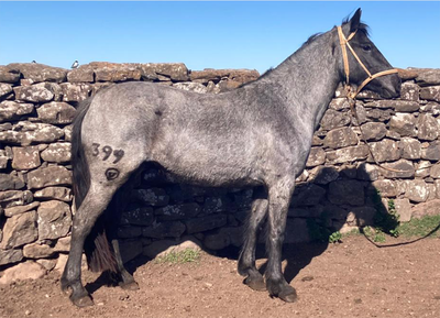 Lote RASTREADORA GAITERA