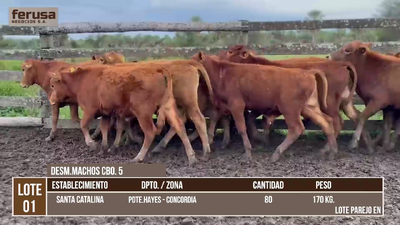 Lote LOTE 1