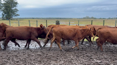 Lote 23 Vaquillonas más de 2 años en Barrancas, Rocha