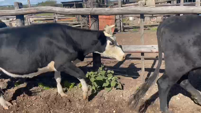 Lote 6 Vacas de Invernada ANGUS 370kg -  en HIPODROMO SALTO