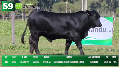 Lote LOTE 59