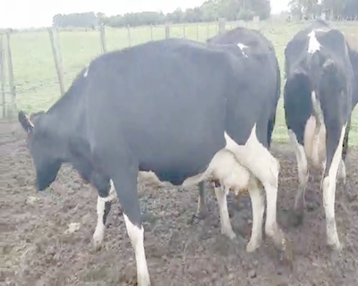 Lote 3 Vacas de Invernada HOLANDO 500kg - , San José