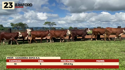Lote LOTE 23