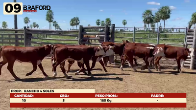 Lote LOTE 9