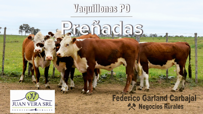 Lote VAQUILLONAS 4-6 DIENTES PREÑADAS PO  - POLLED HEREFORD