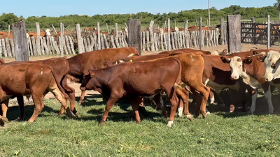 Lote 185 Terneros en Corrientes, San Roque