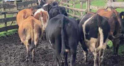 Lote 10 Vaca Gorda en X Región Los Lagos, Puyehue