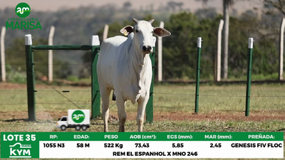 Lote Lote 35