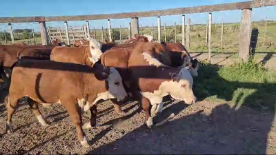 Lote 10 Terneros