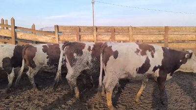 Lote 20 Vaquilla Gorda en Los Ángeles, VIII Región Biobío